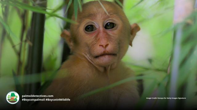 It’s not just #orangutans – countless #rainforest animals are at risk from #oilpalm. A recent #study in Cell Biology confirms #macaque babies 3 x more likely to die from palm oil #pesticide poisoning #Boycottpalmoil #Boycott4Wildlife via @palmoildetectives https://wp.me/pcFhgU-7aa
