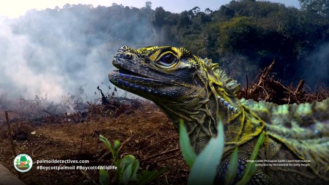 #Reptiles are fascinating creatures who are sadly feared, misunderstood and persecuted by humans. It’s time we stand up for #lizards #snakes #crocodiles #turtles, here’s how #Boycottpalmoil #Boycott4Wildlife https://palmoildetectives.com/2023/11/05/reptiles-why-one-in-five-species-face-extinction-heres-how-you-can-help-them/ via @palmoildetectives 

Pictured: Philippine Sailfin Lizard 