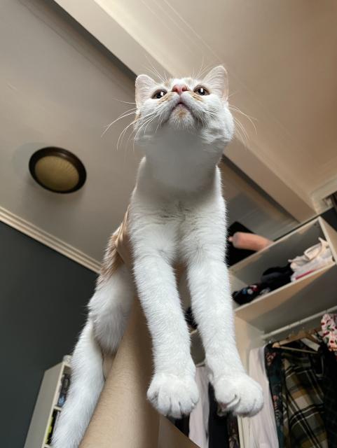 A white cat with orange patches and a pink nose, being held up high, with the camera below, making her look silly. Her name is Peaches. 