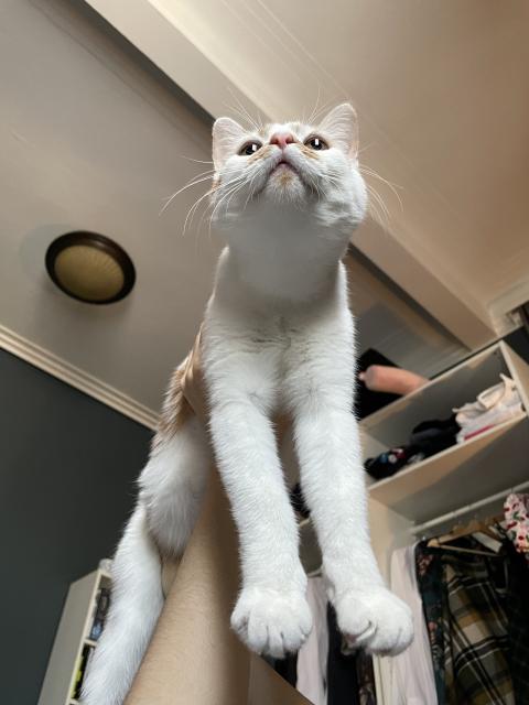 A white cat with orange patches and a pink nose, being held up high, with the camera below, making her look silly. Her name is Peaches. 