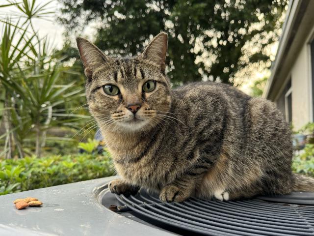 A tabby cat looking at the camera.