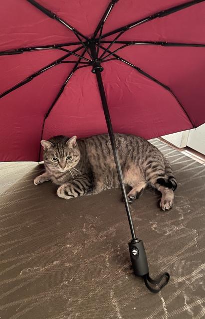 A chunky tabby cat laying under a red umbrella. 