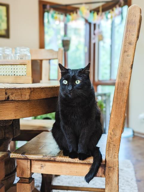 A photo of my black cat sitting on a dining room chair, looking kind of confused.