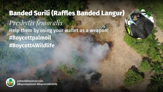 Banded Leaf Monkeys AKA Raffles Banded Langurs are #critically endangered from #palmoil #deforestation in #Malaysia. Fight for their survival each time you shop – #Boycottpalmoil #Boycott4Wildlife https://palmoildetectives.com/2023/04/30/banded-surili-raffles-banded-langur-presbytis-femoralis/ via @palmoildetectives.bsky.social 