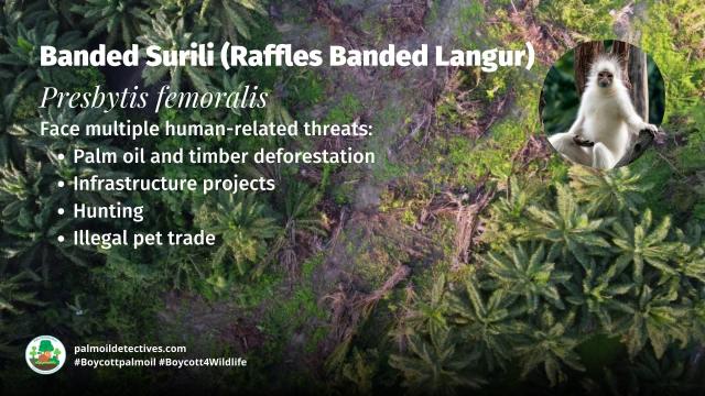 Banded Leaf Monkeys AKA Raffles Banded Langurs are #critically endangered from #palmoil #deforestation in #Malaysia. Fight for their survival each time you shop – #Boycottpalmoil #Boycott4Wildlife https://palmoildetectives.com/2023/04/30/banded-surili-raffles-banded-langur-presbytis-femoralis/ via @palmoildetectives.bsky.social 