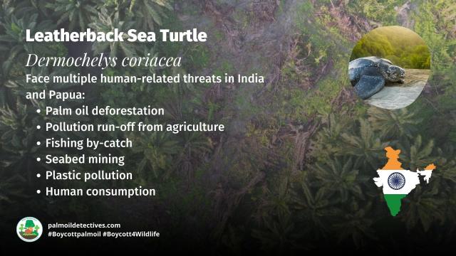 The world’s largest turtle the Leatherback Sea #Turtle faces new threats on Great #Nicobar Island, #India – #palmoil #deforestation and a seaport. This will likely result in #ecocide and the #extinction of this ancient species! Fight back with your wallet and #Boycottpalmoil #Boycott4Wildlife https://palmoildetectives.com/2023/02/15/a-mega-port-and-palm-oil-on-great-nicobar-island-india-threatens-the-survival-of-the-largest-turtles-on-earth/ via @palmoildetectives 
