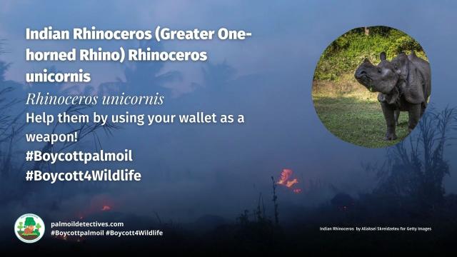 Indian #Rhinoceros are in trouble in #India their range in #Assam is earmarked for #palmoil #deforestation. Fight for them in the supermarket and #Boycottpalmoil #Boycott4Wildlife https://palmoildetectives.com/2023/09/03/indian-rhinoceros-greater-one-horned-rhino-rhinoceros-unicornis/ via @palmoildetectives 

