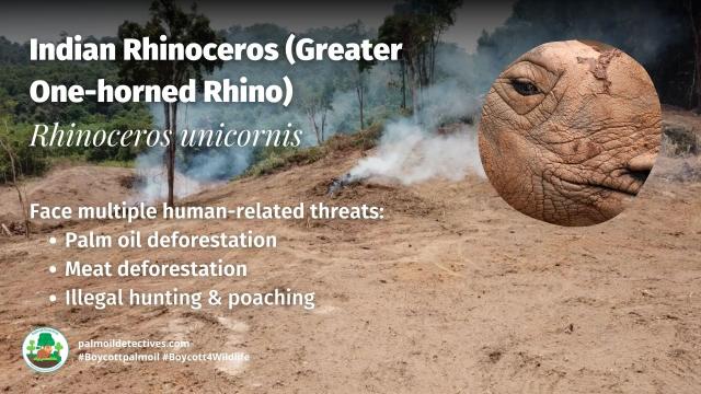 Indian #Rhinoceros are in trouble in #India their range in #Assam is earmarked for #palmoil #deforestation. Fight for them in the supermarket and #Boycottpalmoil #Boycott4Wildlife https://palmoildetectives.com/2023/09/03/indian-rhinoceros-greater-one-horned-rhino-rhinoceros-unicornis/ via @palmoildetectives 
