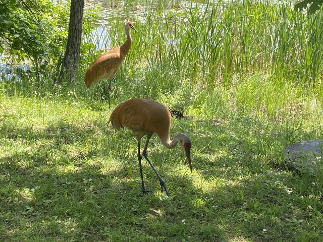 Two Sandhills cranes in Michigan
Credit: Sheril Kirshenbaum