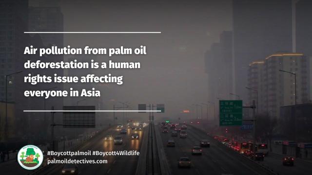 Happy International Day for Clean Air. #Palmoil air #pollution is a global problem and a #humanrights issue. Domestic and international laws could combat it together and provide solutions. #TheAirWeShare Story via 360info.  
  #Boycottpalmoil #Boycott4Wildlife https://palmoildetectives.com/2024/03/03/air-pollution-from-palm-oil-deforestation-is-a-human-rights-issue-affecting-everyone-in-s-e-asia/