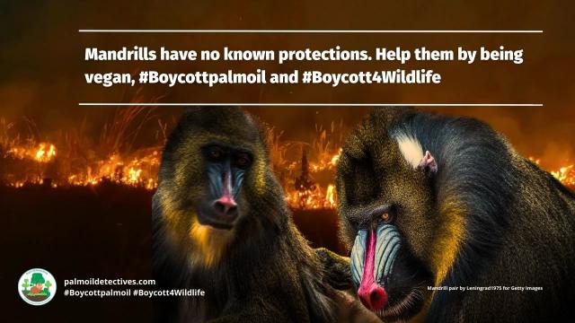 The largest and most colourful old world monkeys – Mandrills get even brighter coloured when excited. They are #vulnerable from #palmoil #meat #deforestation and #poaching. Help them survive and be #vegan, #Boycottpalmoil #Boycott4Wildlife https://palmoildetectives.com/2023/12/17/mandrill-mandrillus-sphinx/
