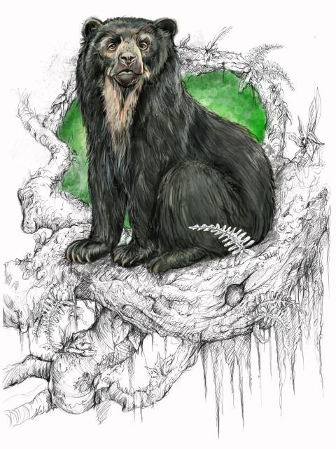 Known as the gentle bear – Spectacled #Bears of #SouthAmerica just want to be left alone. They are #vulnerable from #palmoil, #meat #timber agriculture and hunting. Help save them #Boycottpalmoil #Boycott4Wildlife Art by ZIGZE https://palmoildetectives.com/2022/10/23/spectacled-bear-tremarctos-ornatus/ via @palmoildetectives
