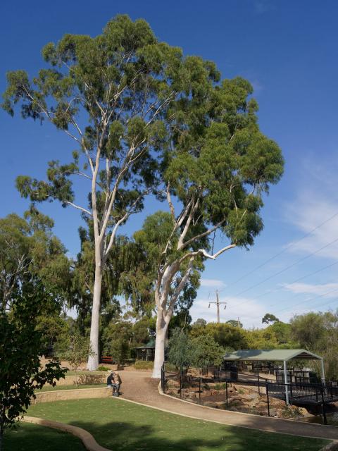 lemon-scented gum