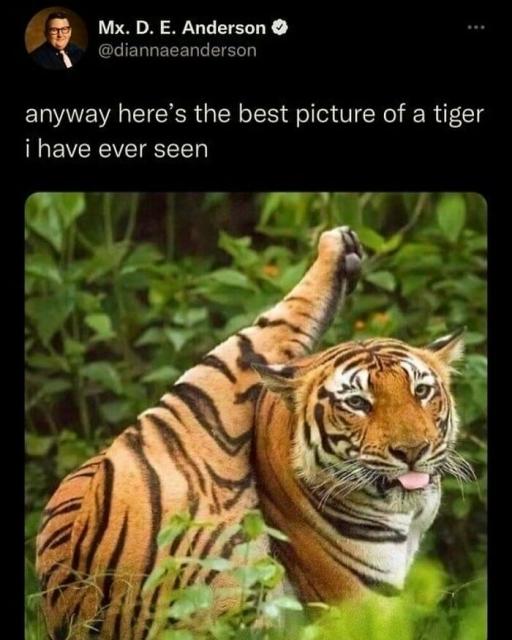 tiger