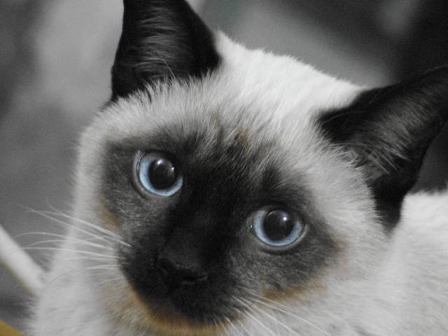 siamese cat