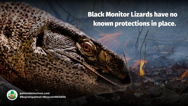 The Black-Throated Monitor is a mighty and large lizard reaching over 2 metres long. Threatened by #agriculture #deforestation and #hunting for the #leather trade in #Tanzania #Africa. Help them with a #Boycott4Wildlife https://palmoildetectives.com/2021/08/07/black-throated-monitor-varanus-albigularis-microstictus/ via @palmoildetect