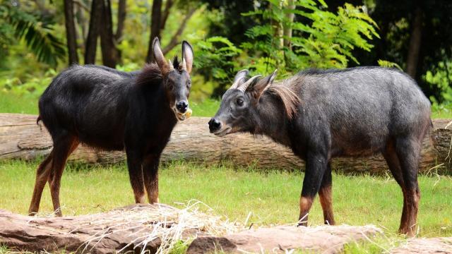 Mainland Serows are gentle forest-dwelling #ungulates that are vulnerable across SE #Asia from #poaching and #rainforest #destruction for #palmoil and other #agriculture https://palmoildetectives.com/2021/01/24/mainland-serow-capricornis-sumatraensis/ via @palmoildetect

