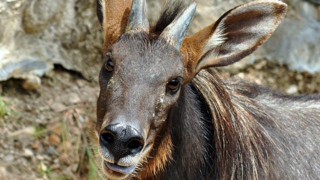 Mainland Serows are gentle forest-dwelling #ungulates that are vulnerable across SE #Asia from #poaching and #rainforest #destruction for #palmoil and other #agriculture https://palmoildetectives.com/2021/01/24/mainland-serow-capricornis-sumatraensis/ via @palmoildetect
