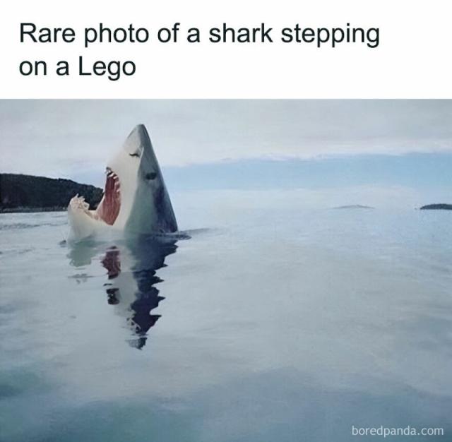 shark