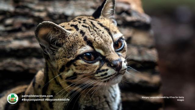 No #Margay has the same gorgeous pattern of spots. They are Near Threatened in #SouthAmerica for #palmoil #soy #meat #deforestation and illegal #poaching. Fight for them and be #vegan, #Boycottpalmoil #Boycott4Wildlife https://palmoildetectives.com/2023/11/26/margay-leopardus-wiedii/ via 
@palmoildetectives 