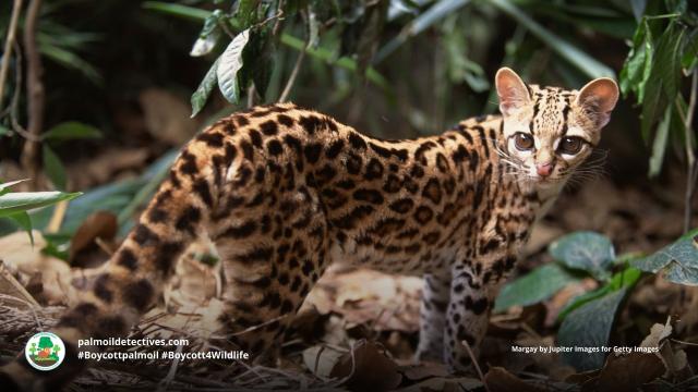 No #Margay has the same gorgeous pattern of spots. They are Near Threatened in #SouthAmerica for #palmoil #soy #meat #deforestation and illegal #poaching. Fight for them and be #vegan, #Boycottpalmoil #Boycott4Wildlife https://palmoildetectives.com/2023/11/26/margay-leopardus-wiedii/ via 
@palmoildetectives 