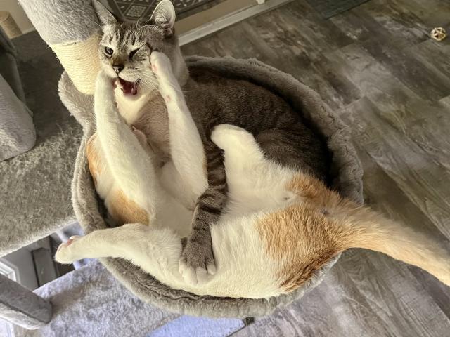 Orange and white tabby swiping while upside down at gray cat with mouth open while both wrestle in hammock cat bed