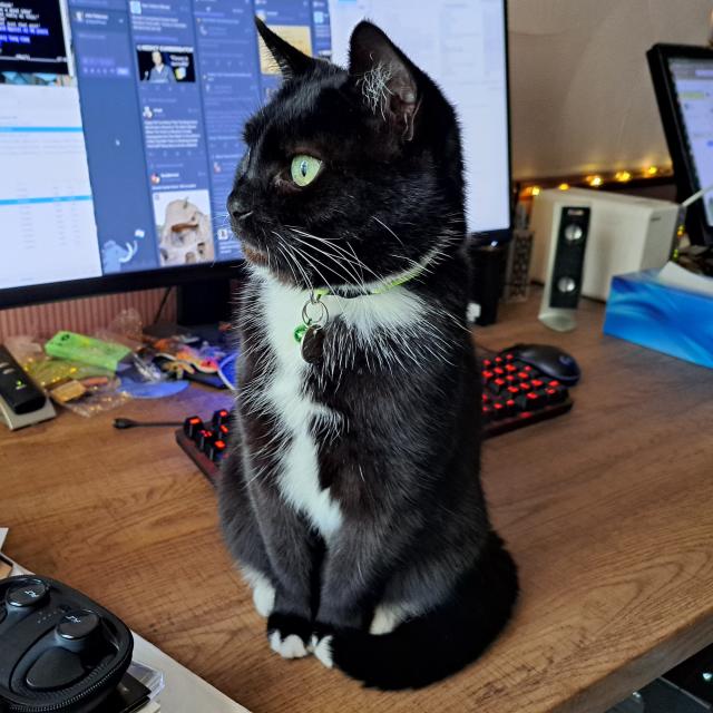 A black and white cat sitting very upright on a desk, staring intently out of a window that's out of shot to the left.