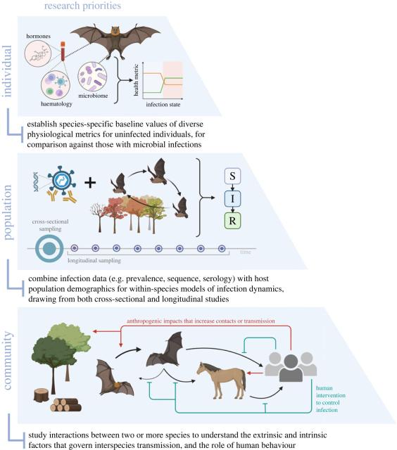 Figure 2 from the linked paper.  A schematic showing the research needs at individual bat, bat population, and community scales to better understand infection dynamics.