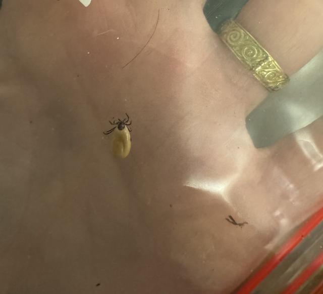 A live tick I removed from my dog in a ziplock bag