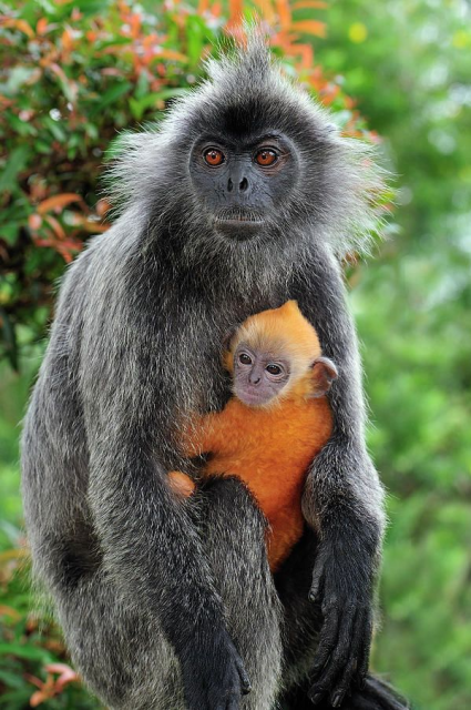 @bike@toot.bike The baby from the Silvery Lutung and the Proboscis Monkey parents was healthy and was last seen in the forest with his mother in 2020. The fact that they were able to successfully breed is worrying to researchers because both species are endangered, they are being pressured into breeding together due to #palmoil #deforestation and forest loss 