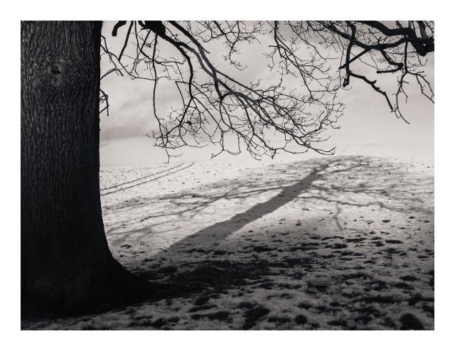 Black and white image of a tree trunk and branches on the left casting a long shadow across a snowy field.