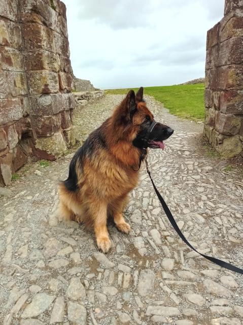 Long haired German Shepherd dog sat on a stone path between an entrance to a castle ruin. Montgomery Castle.