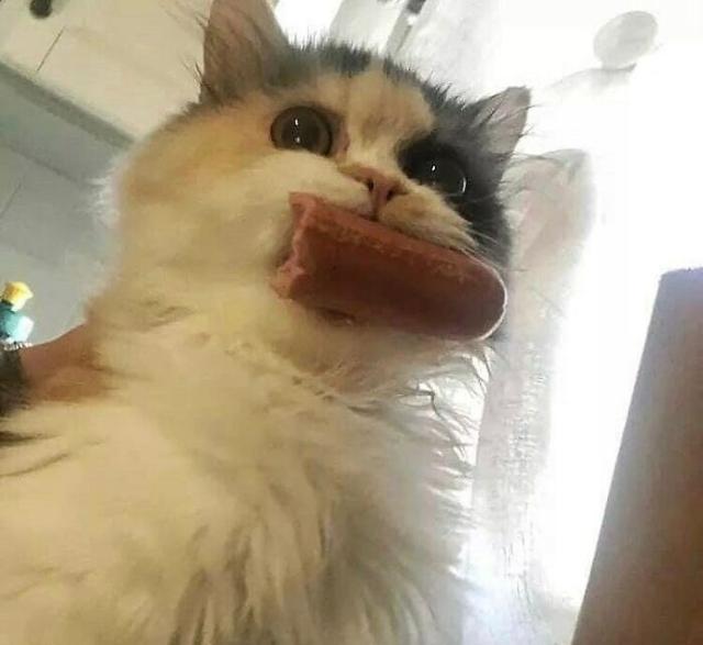 cat taking sausage