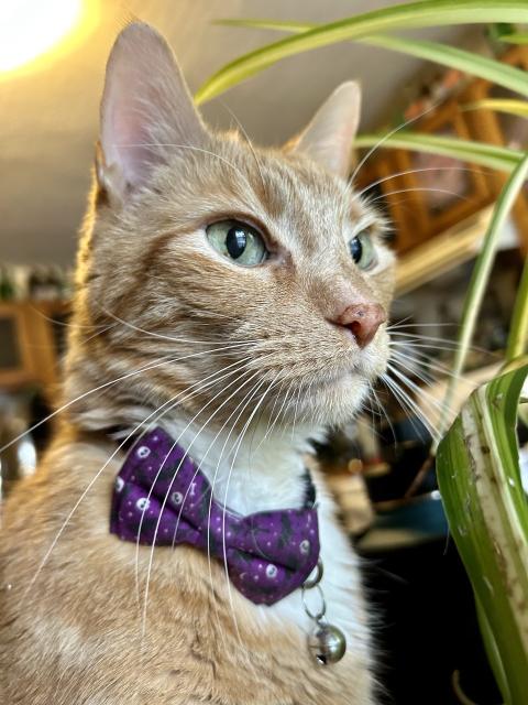Portrait of an orange shorthair kitty with a little white bib. He is wearing a purple bow tie with a bell. The portrait shows his profile at an angle. He has magnificent whiskers and a slightly freckled pink nose.