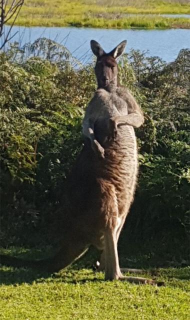 kangaroo