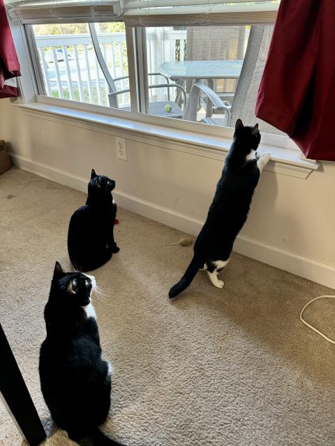 Three cats are looking through an open dining room window onto a porch.  There is a bird feeder out of frame with a mourning dove in it that has their attention.  One of the cats is standing up with her front paws on the window ledge. 