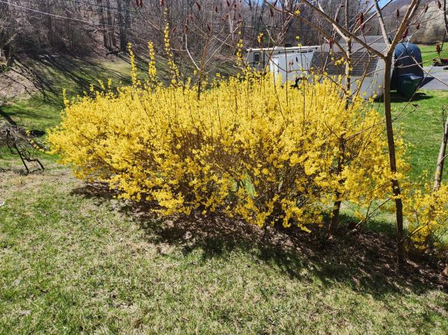 Bright yellow forsythia in a row