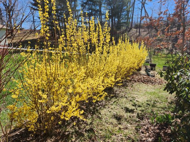 Another row of bright yellow forsythia