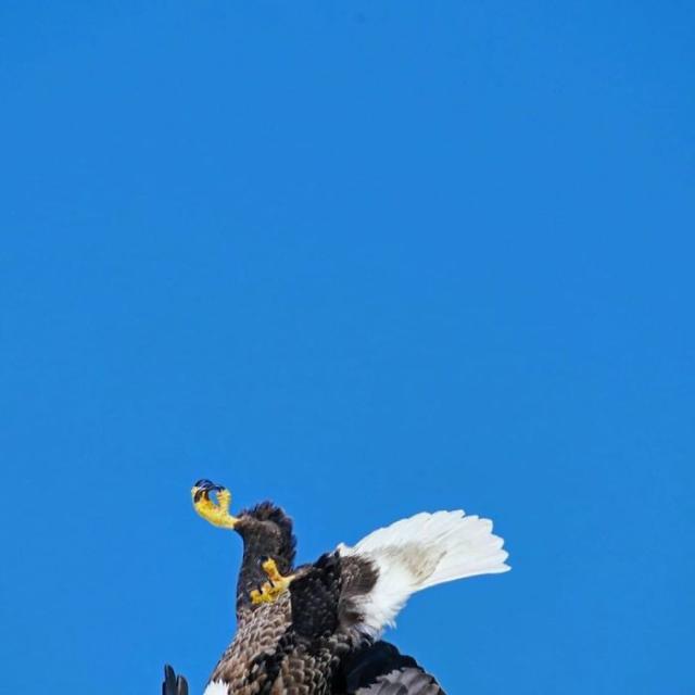 eagle falling out of shot