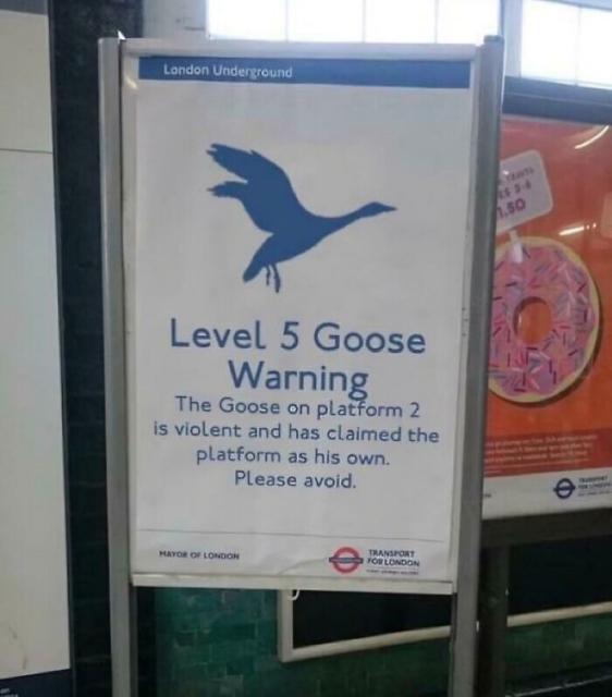 beware goose sign