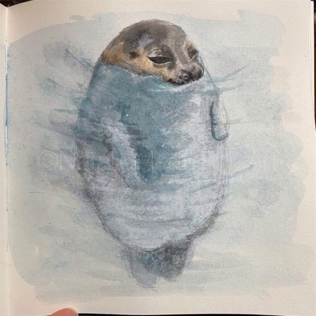 Watercolor of a seal floating vertically in water