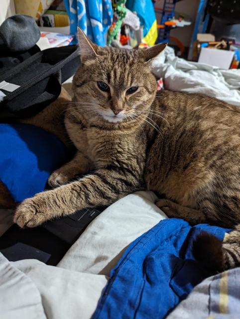 A tabby cat sits on a bed. Just visible beneath its paws is a Steam Deck console.