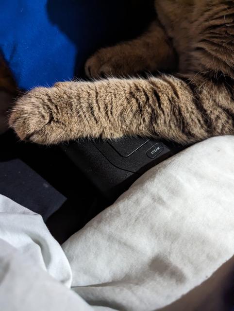Close up of a single soft tabby paw on the Deck.