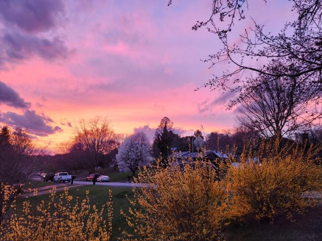 Orange pink sunset with bright yellow forsythia in front