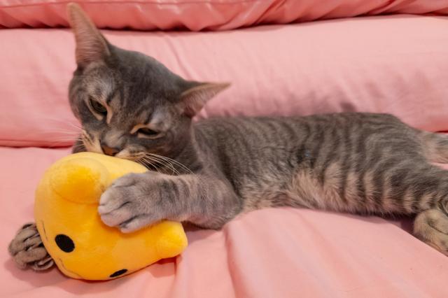 Misskeyのマスコット的な扱いを受けている、blobcat（通称にゃんぷっぷ）のぬいぐるみの写真。ピンクのシーツが敷かれたベッドの上で、Letyの飼い猫グスタボに襲われている。