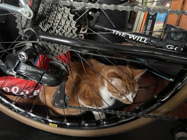 An orange and white cat resting inside the rear wheel of a bicycle with a visible Shimano Ultegra derailleur and a bookshelf in the background.
