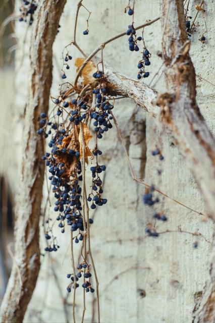 Dried up, dark blue grapes on a vine growing on an old stone wall.