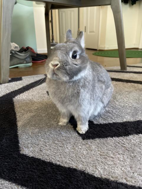 Small gray rabbit looking heroic