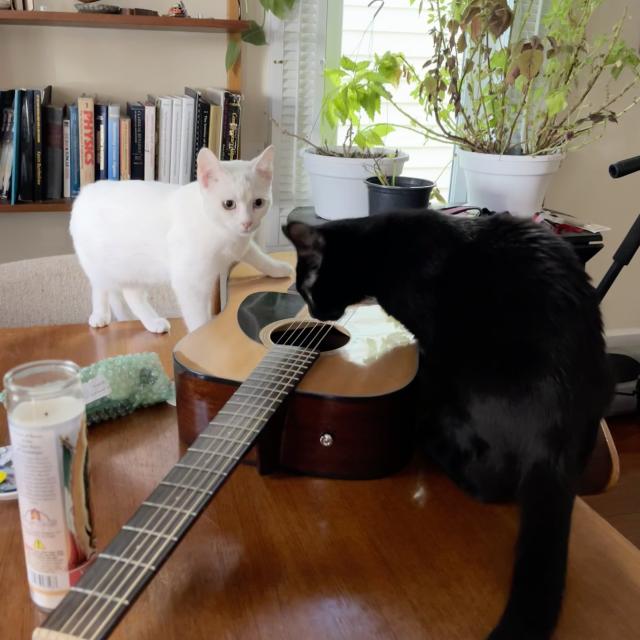 a black cat and a white kitten examine an acoustic guitar laying on a table