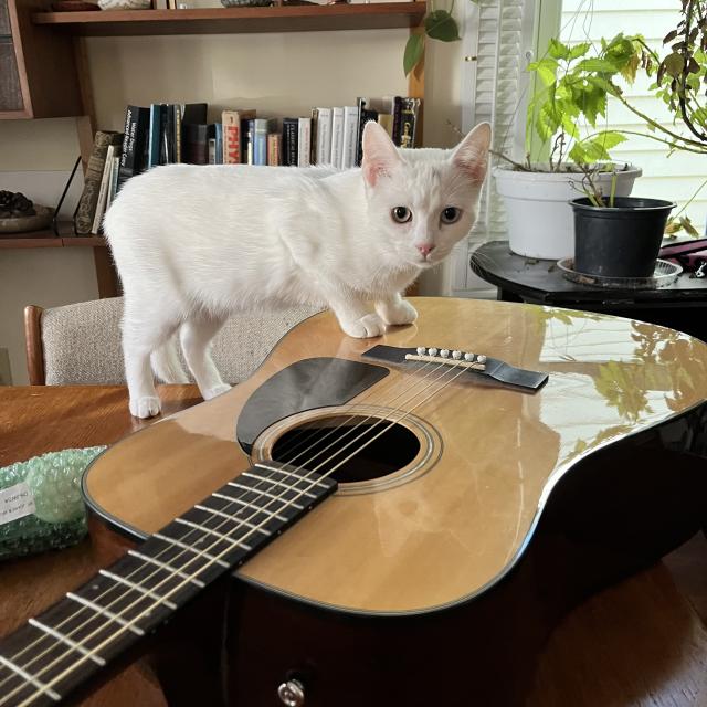 a white kitten stands with her two front paws on an acoustic guitar laying on a table